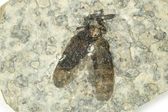 Detailed Fossil March Fly (Plecia) - Wyoming #245637